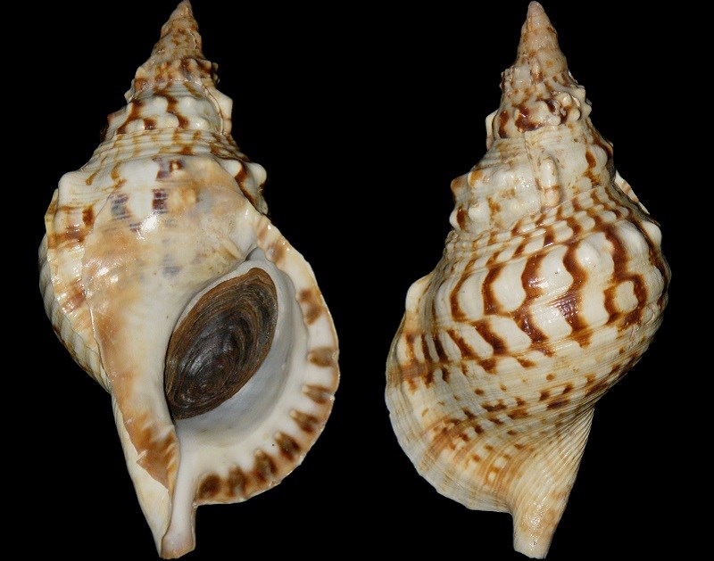 Đặc điểm ốc ho&agrave;ng hậu