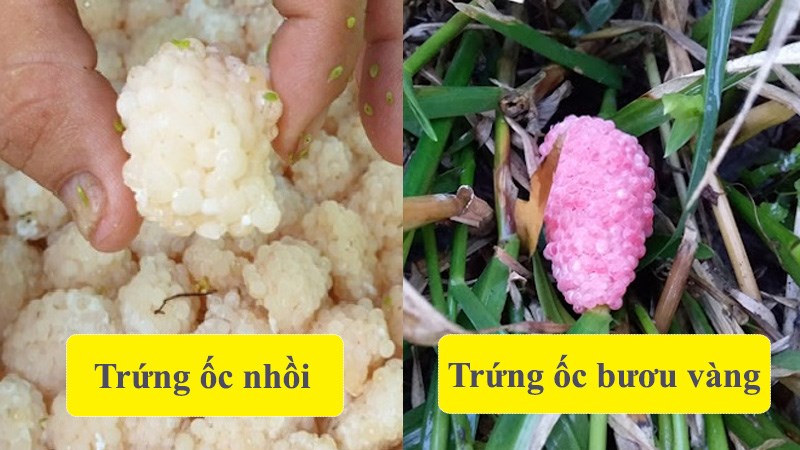 Trứng ốc nhồi màu gì?