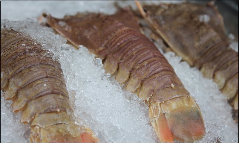 Đặc điểm t&ocirc;m mũ ni