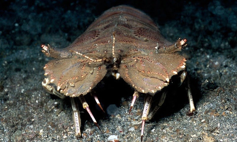 T&ocirc;m mũ ni l&agrave; t&ocirc;m g&igrave;?