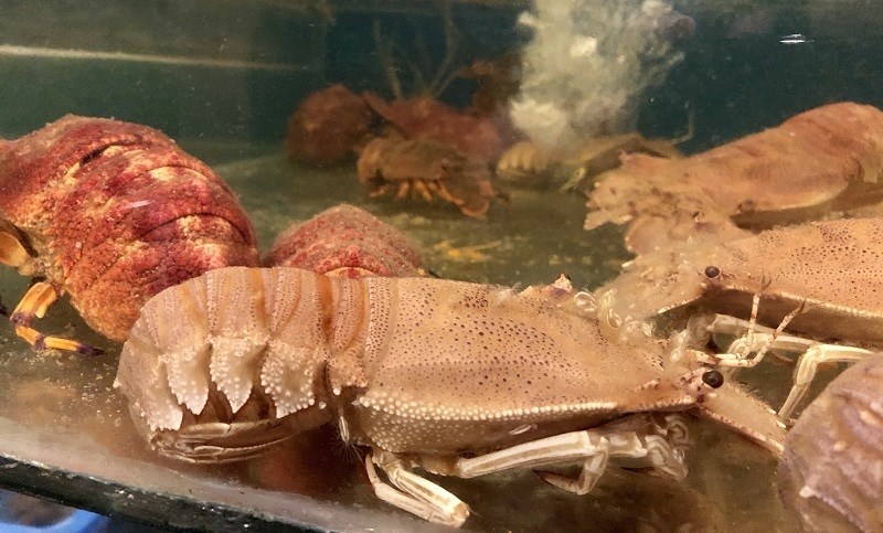 T&ocirc;m mũ ni gi&aacute; bao nhi&ecirc;u v&agrave; mua ở đ&acirc;u?