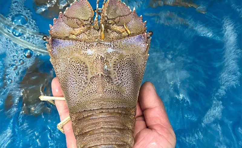 C&aacute;ch chọn mua t&ocirc;m mũ ni