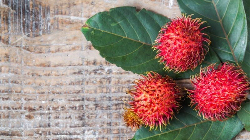 C&aacute;ch bảo quản ch&ocirc;m ch&ocirc;m để vận chuyển đi xa