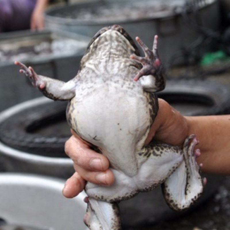 Bước 1 Sơ chế ếch Ếch núp lùm (ếch chiên rơm)