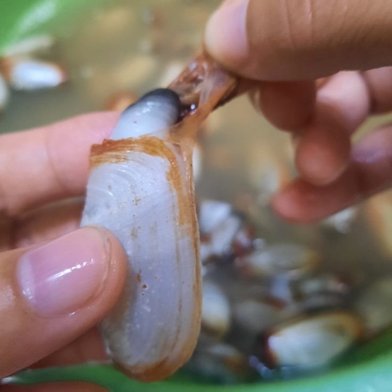 Bước 1 Sơ chế tu hài (ốc vòi voi) Tu hài hấp sả