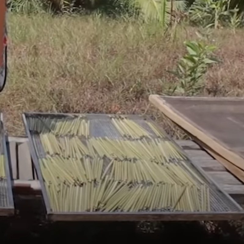 Bước 5 Phơi cỏ bàng Cách làm ống hút cỏ bàng