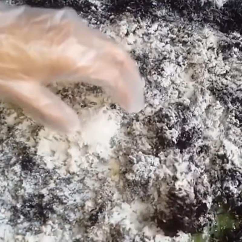 Bước 3 Ủ men Rượu nếp cẩm - nếp than