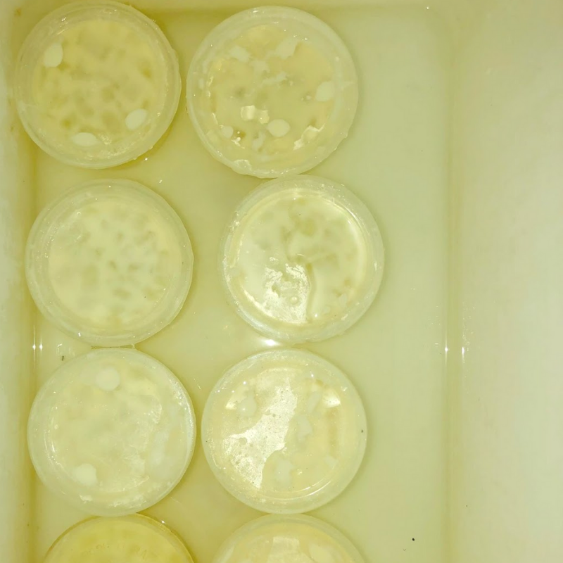 Bước 3 Ủ sữa chua phô mai Sữa chua phô mai