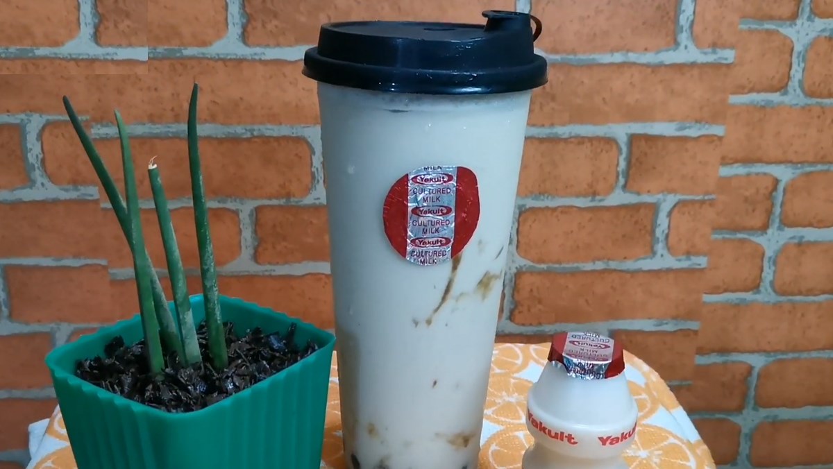 Hướng dẫn Cách làm trà sữa Yakult thơm ngon đúng điệu tại nhà