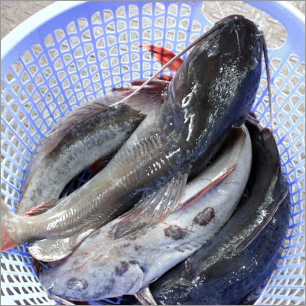 Sơ chế cá lăng sạch mát, không trở nên tanh