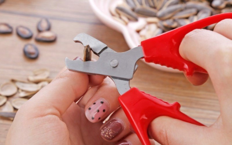 Dùng kẹp tách vỏ hạt dưa chuyên dụng