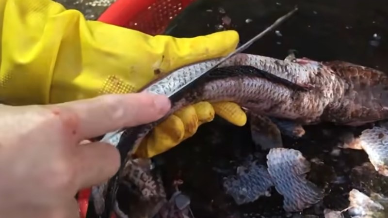 Cách rút xương cá lóc bằng kéo và dao