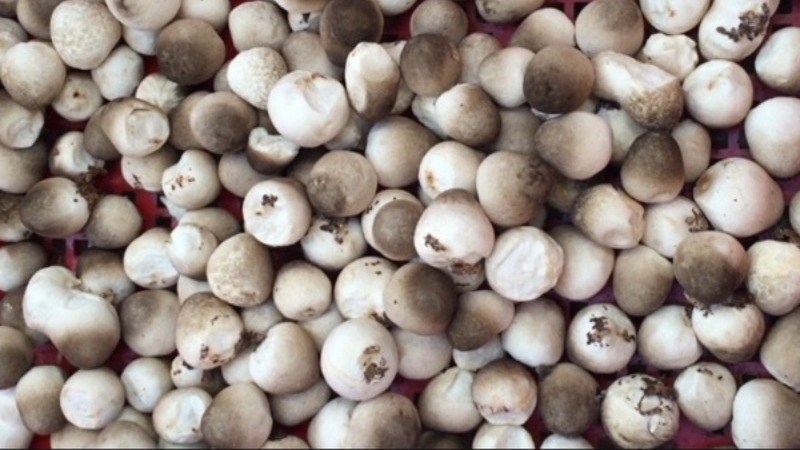 Bảo quản nấm trong ngăn đ&aacute;