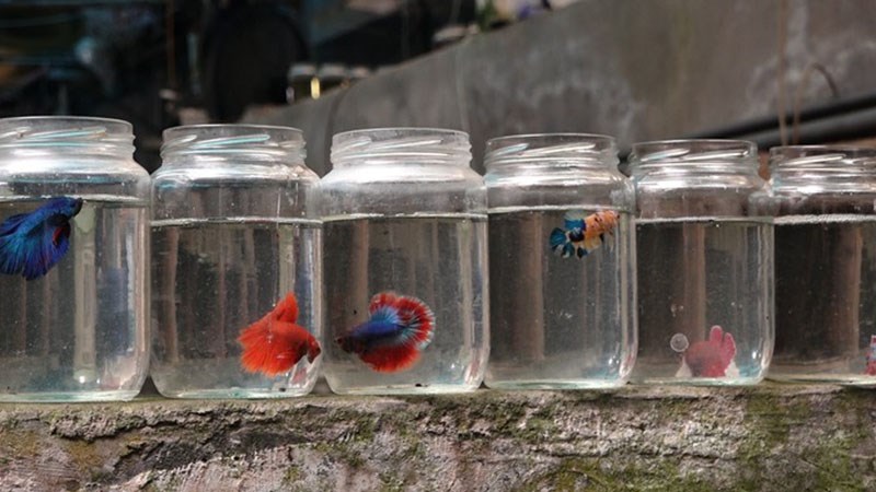 D&ugrave;ng hũ đựng gia vị, hũ đựng thực phẩm l&agrave;m bể c&aacute; mini