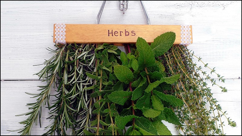 Dùng móc treo quần áo để làm giá phơi thảo mộc