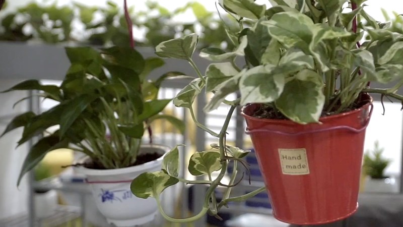 Dùng móc treo quần áo để làm giỏ đựng chậu cảnh