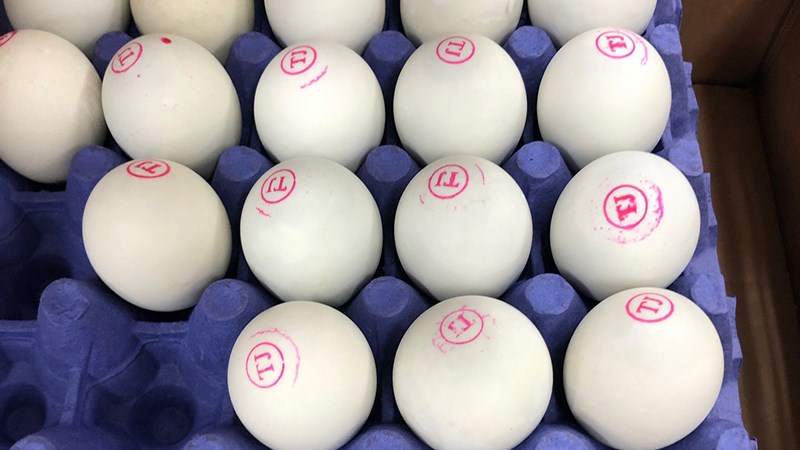 Trứng vịt lộn ấp bao lâu có thể dùng được?