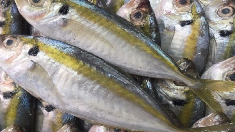 C&aacute;ch chọn mua c&aacute; chỉ v&agrave;ng tươi ngon cho m&oacute;n kh&ocirc; th&ecirc;m chất lượng