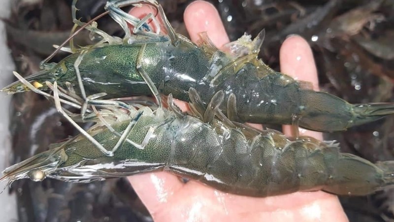 T&ocirc;m lớt l&agrave; t&ocirc;m g&igrave;?