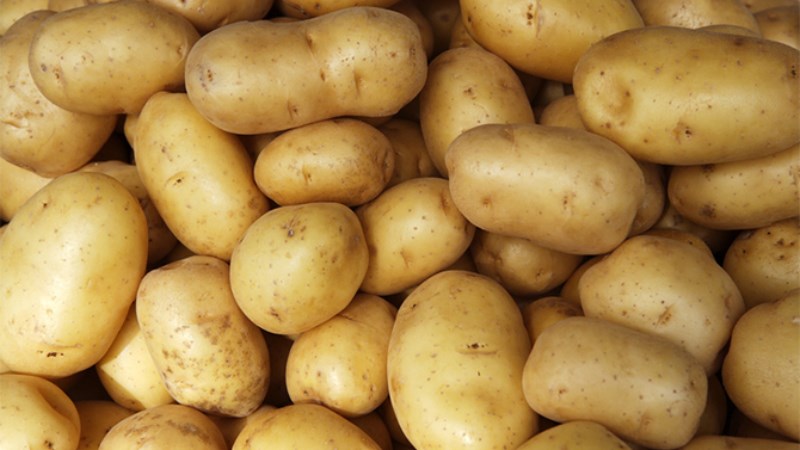 C&aacute;ch chọn mua khoai t&acirc;y tươi ngon