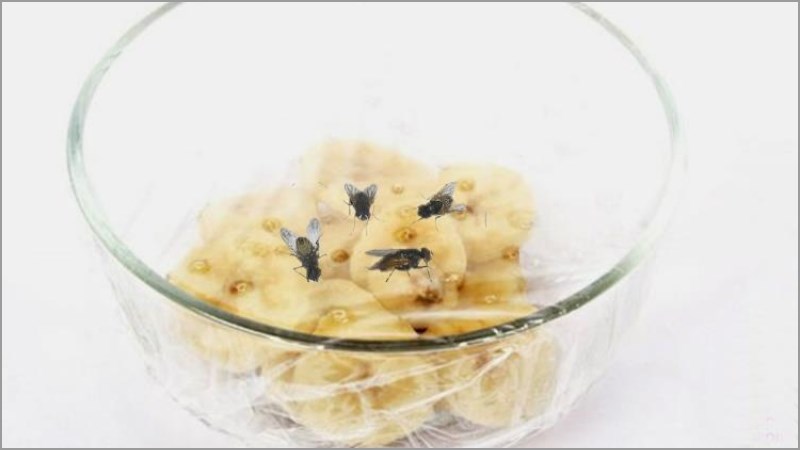 Tạo bẫy giết côn trùng