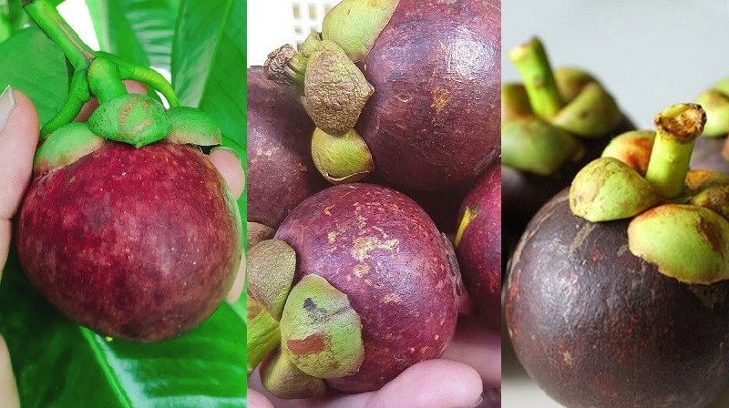 Ph&acirc;n loại măng cụt