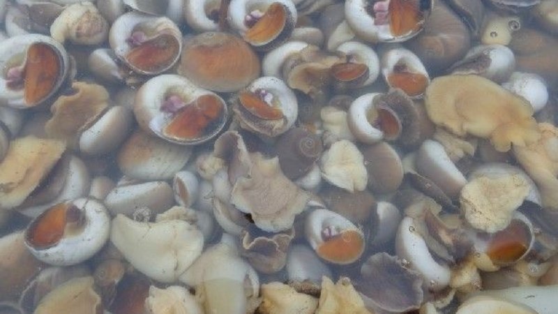 Ốc mỡ l&agrave; g&igrave;?