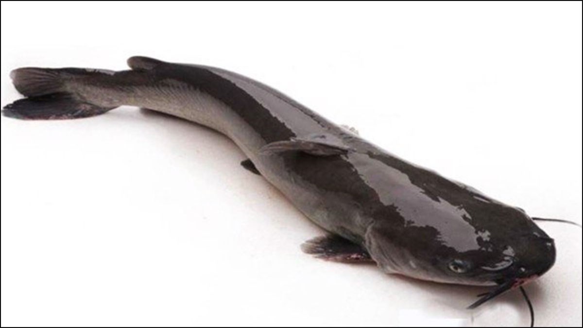 Cá lăng là cá gì? Cá lăng bao nhiêu 1kg, cách phân biệt cá lăng và cá trê