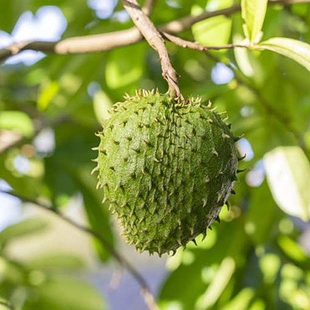 Cách chọn mua mãng cầu xiêm ngon để làm mứt ăn ngày Tết