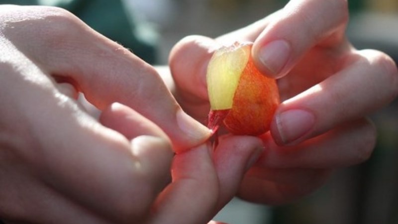 Dùng tay bóc vỏ nho từ phần cuống