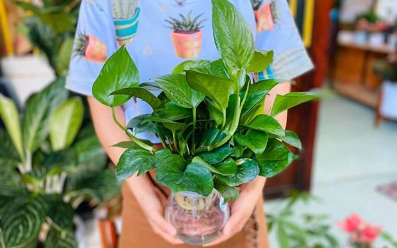 L&agrave;m lọ c&acirc;y cảnh