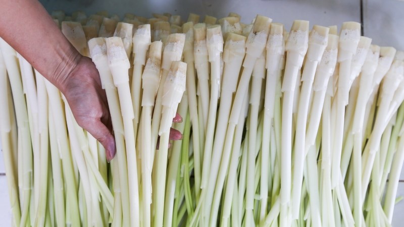 Bồn bồn mua ở đâu, giá bao nhiêu?