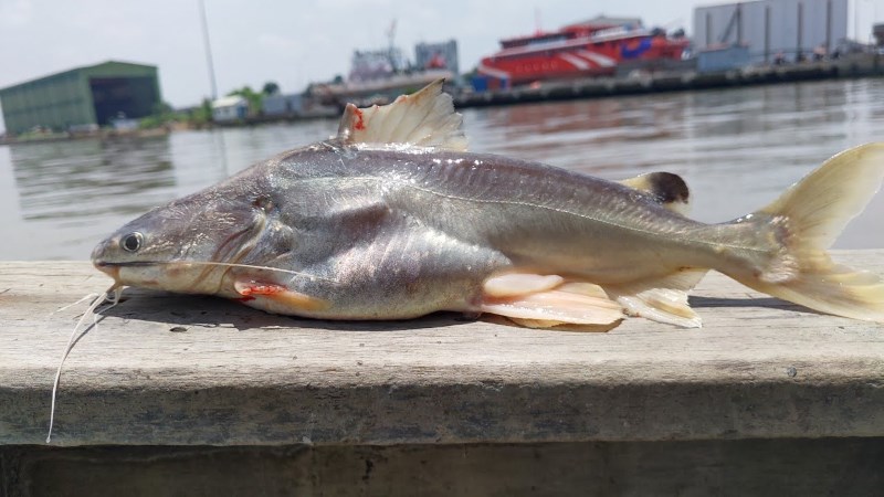 C&aacute; &uacute;c sống gi&aacute; bao nhi&ecirc;u?