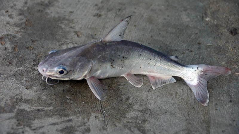 C&aacute;ch sơ chế c&aacute; &uacute;c