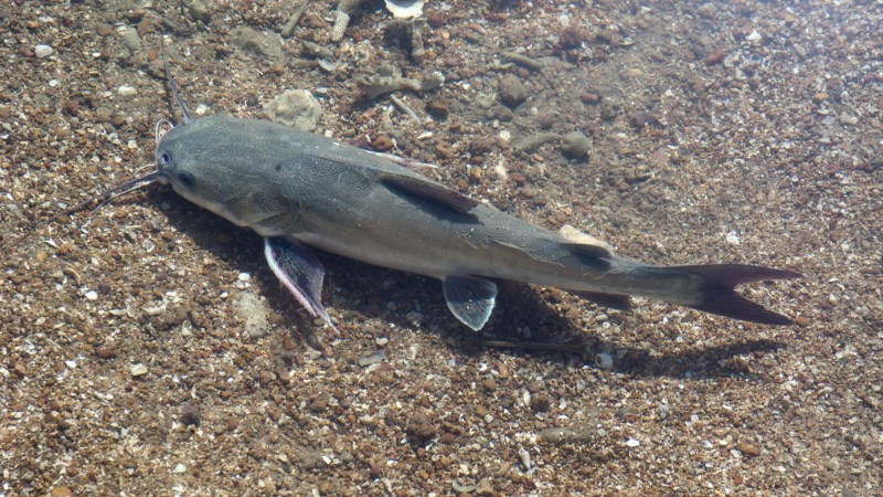 C&aacute; &uacute;c l&agrave; c&aacute; g&igrave;?