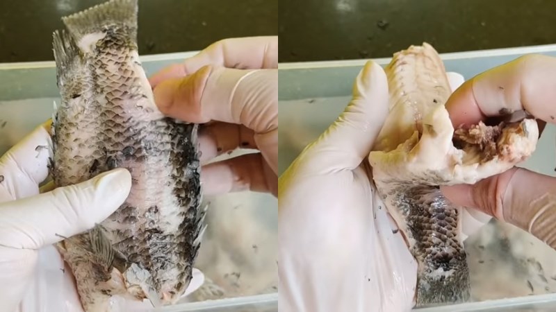 C&aacute;ch r&uacute;t xương c&aacute; r&ocirc; đ&atilde; luộc