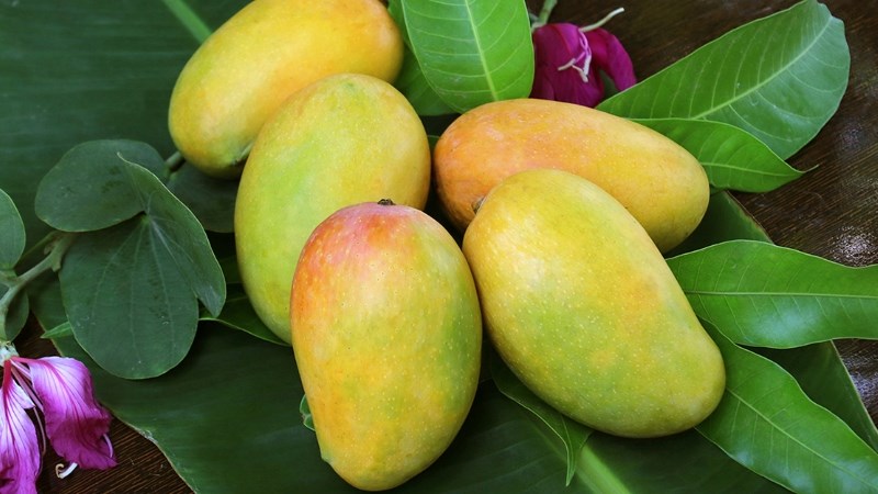 Quả xoài