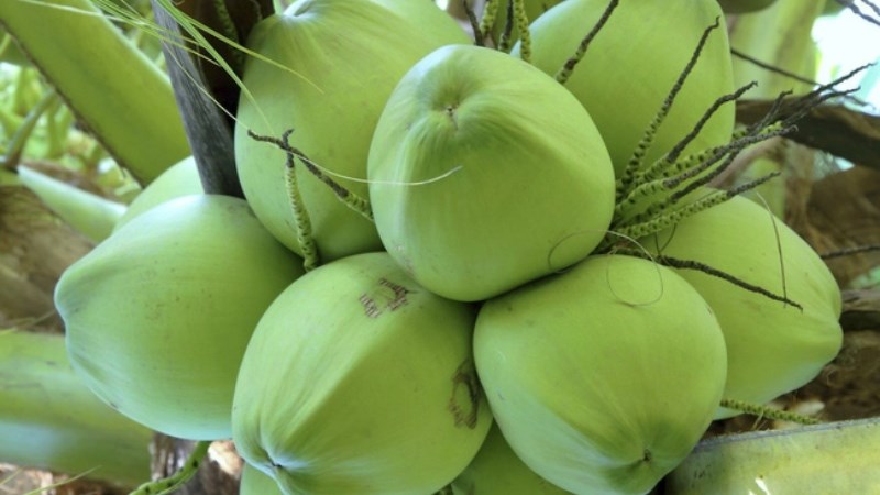 Quả dừa