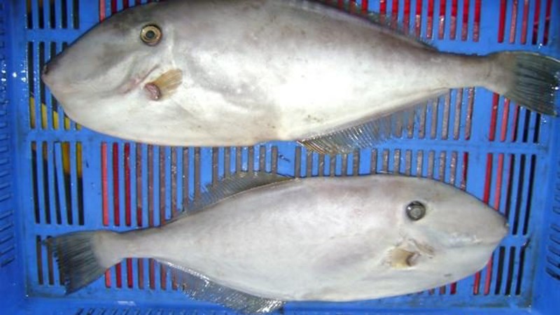 C&aacute; b&ograve; da l&agrave; c&aacute; g&igrave;?