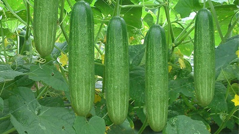 Nguy&ecirc;n nh&acirc;n khiến dưa chuột bị đắng