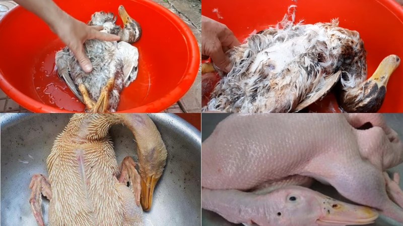 C&aacute;ch sơ chế thịt vịt sạch, kh&ocirc;ng c&ograve;n m&ugrave;i h&ocirc;i