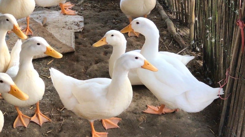 Kh&ocirc;ng n&ecirc;n chọn vịt qu&aacute; non hoặc qu&aacute; gi&agrave; v&agrave; c&aacute;ch ph&acirc;n biệt