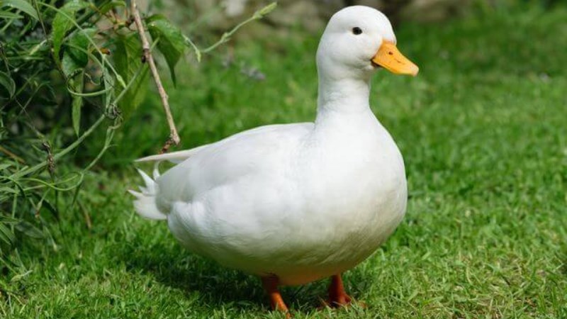 Kiểm tra xem vịt b&eacute;o hay gầy