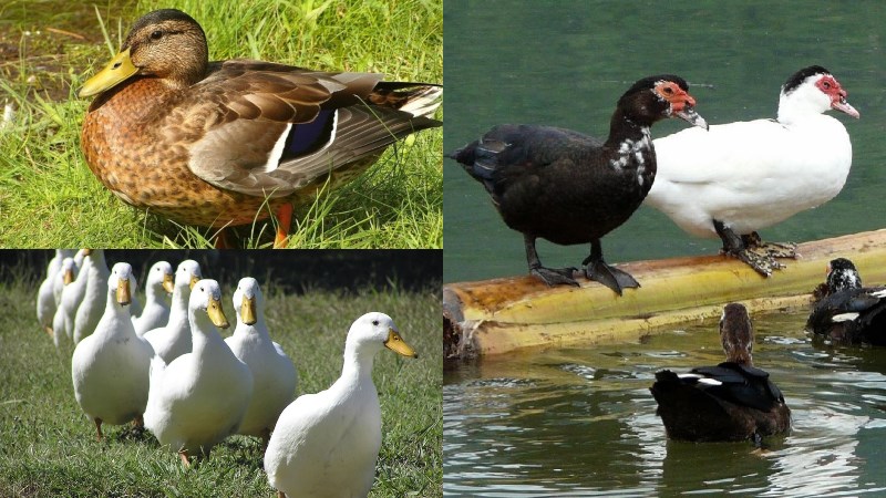 C&aacute;ch chọn mua vịt theo từng giống lo&agrave;i