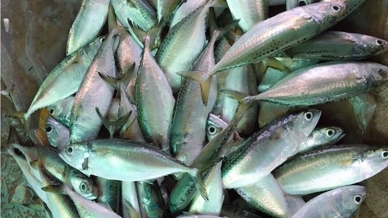 C&aacute; bạc m&aacute; l&agrave; c&aacute; g&igrave;?