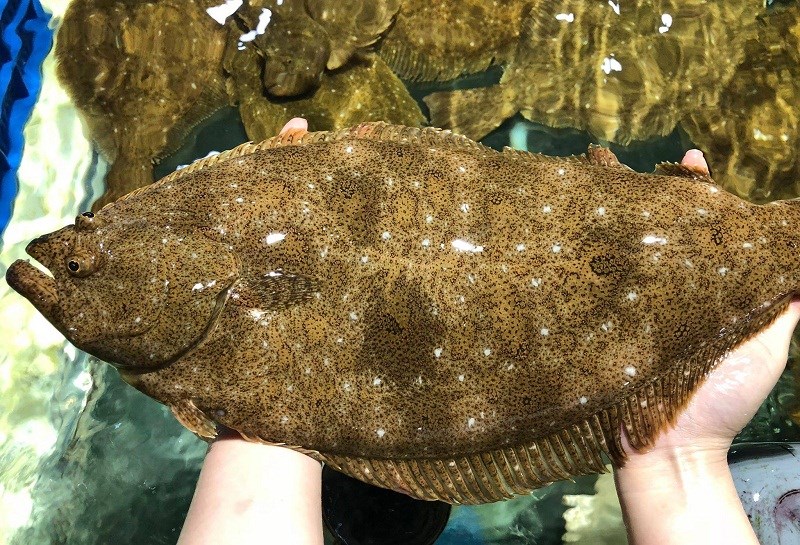 C&aacute; bơn bao nhi&ecirc;u 1kg v&agrave; c&aacute; bơn mua ở đ&acirc;u?