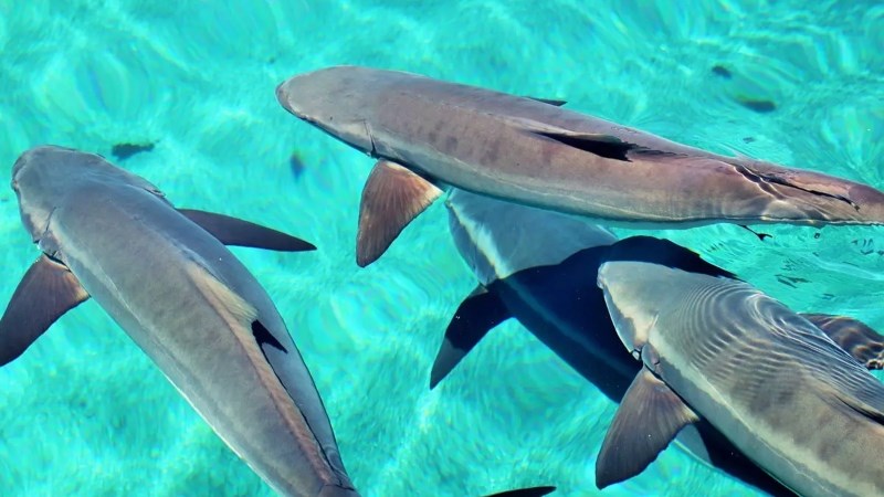 C&aacute; bớp l&agrave; c&aacute; g&igrave;?