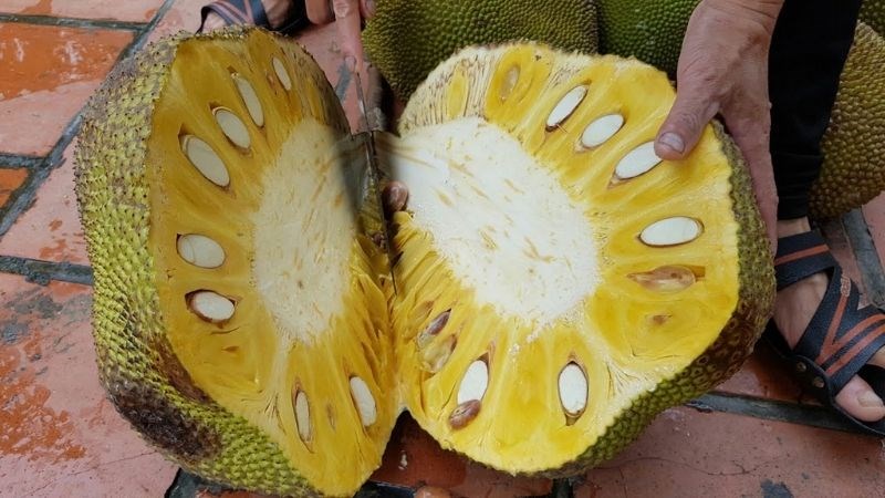 Quan s&aacute;t nhựa m&iacute;t