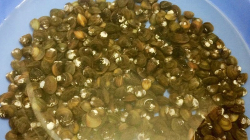 C&aacute;ch t&aacute;ch vỏ hến nhanh