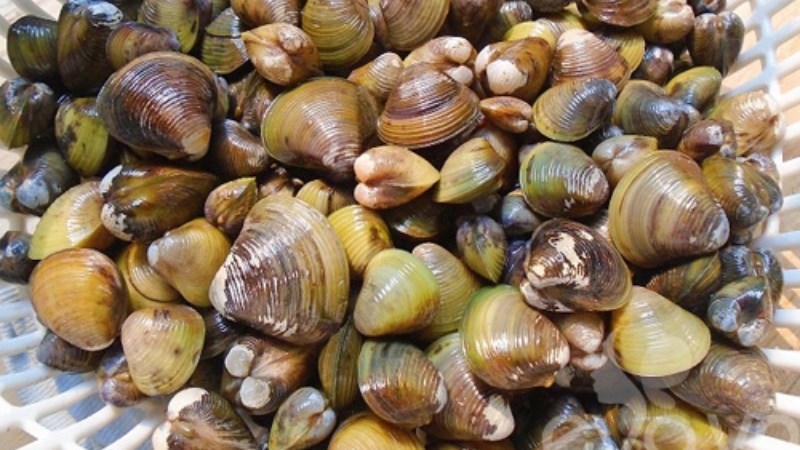 C&aacute;ch t&aacute;ch vỏ hến nhanh